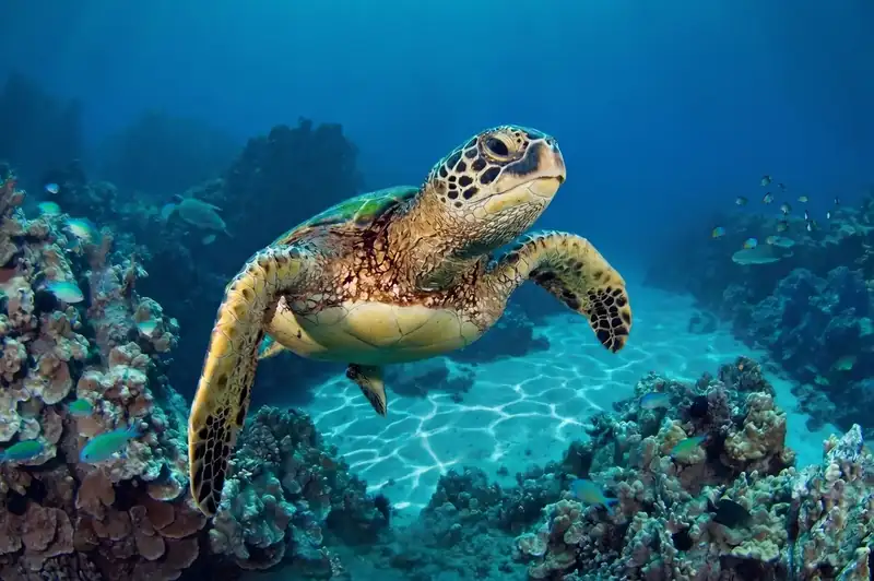 Divers exploring the marine life at Sipadan Island Cupid Resort