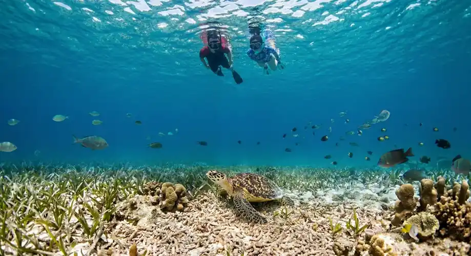 Snorkeling with a sea turtle in the Semporna Marine Park Cupid Resort